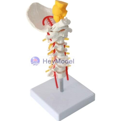 HeyModel cervical vertebra model