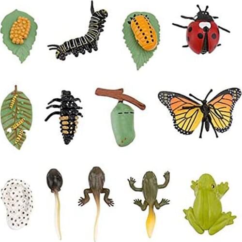 3 Sets Plastic Life Cycle Toys Ladybug Growing Kit Frog Life Cycle Butterfly Life Cycle Kit Bugs Life Toys
