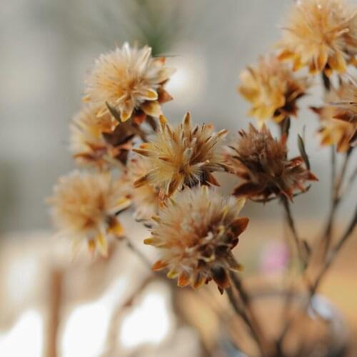 Imported Plants Dried Flowers Dried Flowers Dried Fruits Decorative Grass Bouquet Flower Arrangement with Decorative Multi-Head