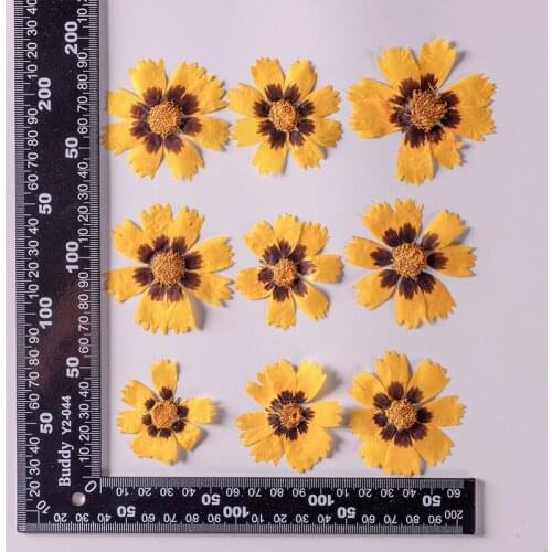 120pcs Pressed Dried Coreopsis basalis Flower Plants Herbarium For Epoxy Resin Jewelry Making Face Makeup Nail Art Craft DIY