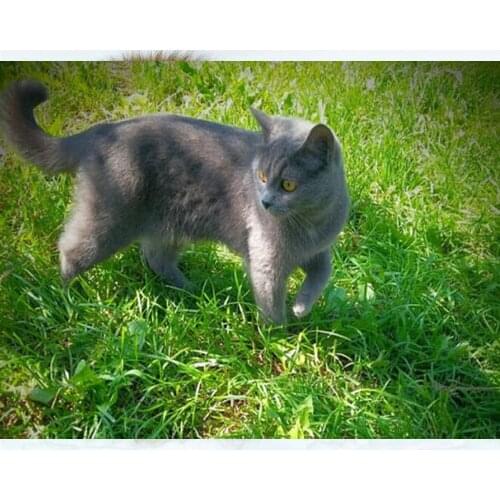 Diamond Mosaic 5D DIY Diamond Painting Full Square Round 3D Embroidery Chartreux Cat Pictures of Rhinestones Wall Decor DF652