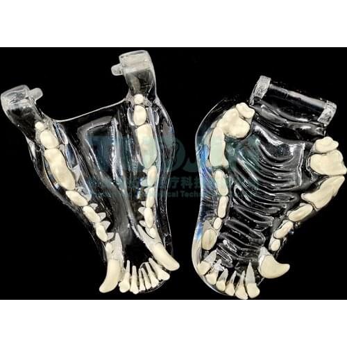 Pet teeth model transparent dog teeth cat teeth oral canine teeth teaching demonstration mold cat veterinarian