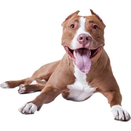 Dawasaru American Pit Bull Terrrier Dog Car Sticker Waterproof Decal Laptop Truck Motorcycle Auto Accessories PVC,15cm*13cm