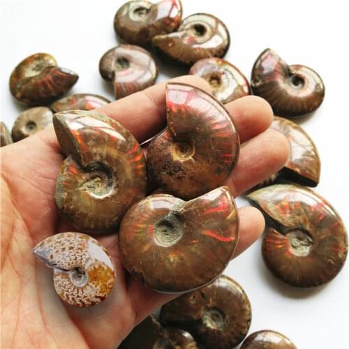 Madagascar Natural Conch Fossil Healing Stone Iridescent Ammolite Facet Specimen Home Office Craft Decor DIY Jewelry