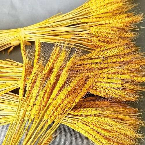 Natural Wheat Ear Dried Flower Bouquet for Living Room Decoration Flower Arrangement Shopping Mall Opening Decoration Chen Mei