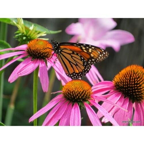 Custom Plant Flower Oil Painting Hand Painted on Canvas Paint From Photography Decorations for Home Wall Art