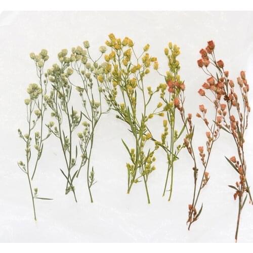 24pcs,Natural Pressed mini Pennisetum with branches,DIY Wedding invitation Craft gift Bookmark Decoration,Scented candle decor