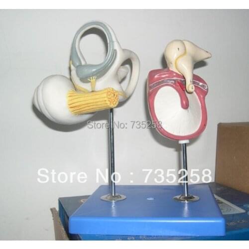 Inner Ear, Auditory Ossicle and Tympanic Membrane model