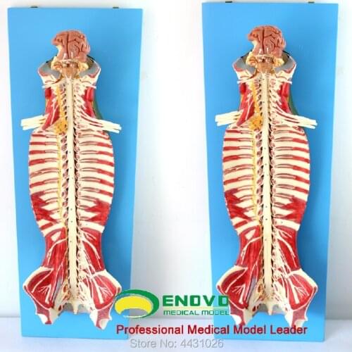 ENOVO Anatomy of spinal cord spinal nerve