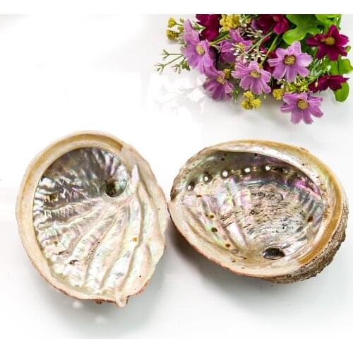 11-12CM Natural Abalone Shells Seashell Nautical Home Decoration Aquarium Landscape DIY Decor Soap Holder Collectibles Craft