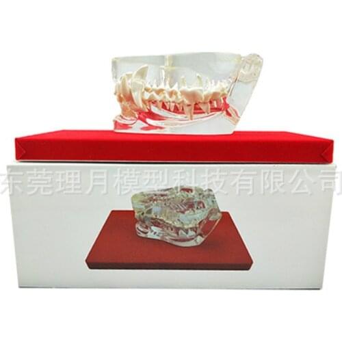 Transparent dog tooth cat tooth model Animal dental model canine dental model high quality resin