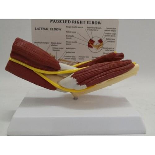 Human Anatomy Muscled Right Arm Elbow Vascular Ligament Skeleton Medical Teaching Model