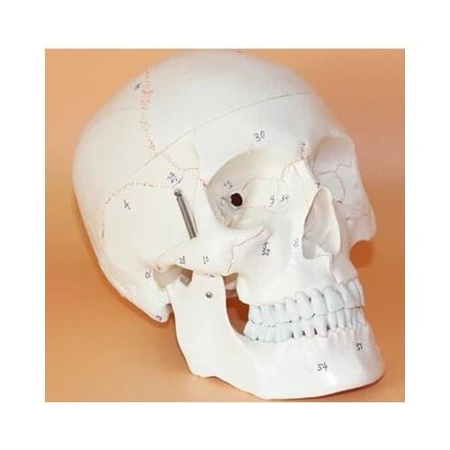 Human skull model with numbers Neurosurgery craniotomy skull model Skull bone sutures 19*15*21CM free shipping