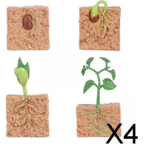 4xKids Plant Soybeans Seeds Growth Life Cycle Model Biology Toys Teaching Aids