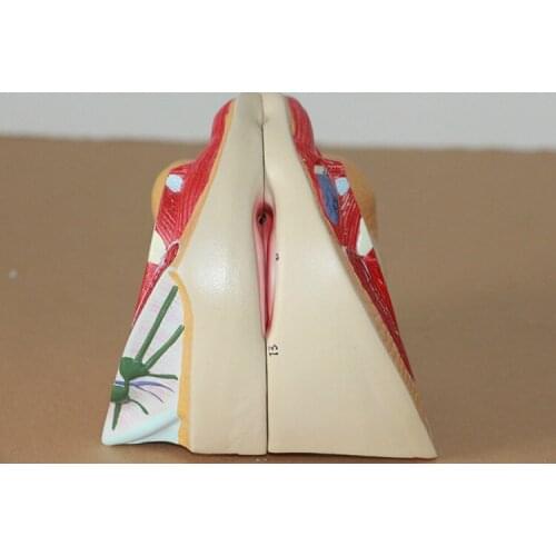 Female genital model urinary system model external genitalia ovary and uterus anatomical model