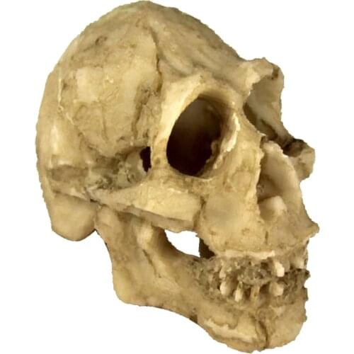 Reptile Vivarium Decoration Head Bone Skull Statue Terrarium Aquarium Fish Tank Landscaping Decor Ornament Cave Skull Head