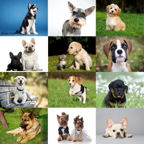 Posters Wall Stickers Labrador Retriever German Shepherd Golden Retriever Bulldo Yorkshire Terrier Husky Poodle Home Decoration