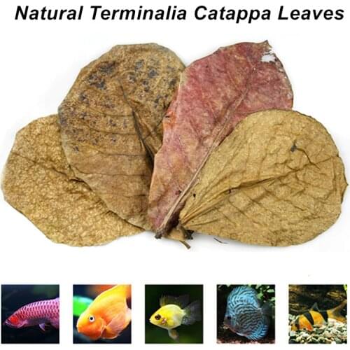 Fish Tank Natural Catappa Leaves Aquarium Terminalia Foetida Leaves Fish Water Quality Stabilizer For Tropical Fish Treatment