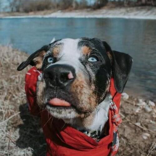 Fshion Pet Dog Jacket Coat with Hat Puppy Winter Warm Clothes For Small Medium Dogs Schnauzer Pug French Bulldog YKC28