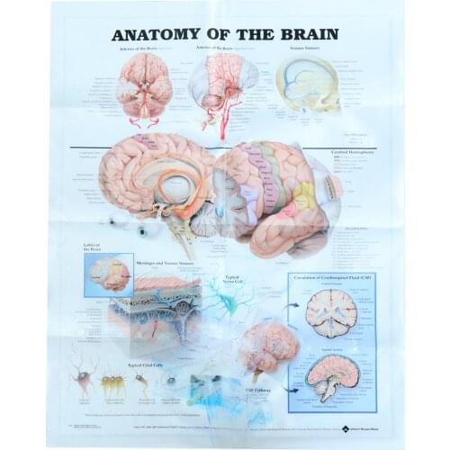Brain Poster Human Body Chart Human Anatomy Brain Art Silk Poster Print inch Body Map Wall Pictures for Midcal Education