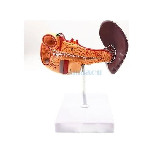 Pancreas Spleen Gallbladder Liver Duodenum Human Body Anatomy Medical Model Life Size 1:1