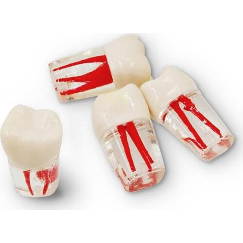 2pcs Dental Training Product Dental Root Canal Teeth For Students Practice Model Study Teach Demonstration Tools