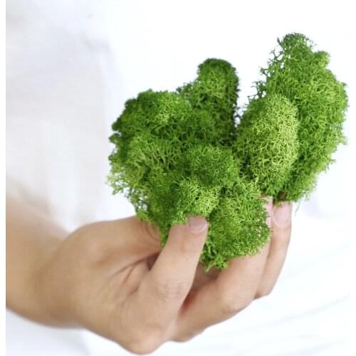 Preserved Moss Real Natural Art Deco Variety Frame Kits Flat For Wedding DIY Green Wall Home Decor Craft Decorations Kerst