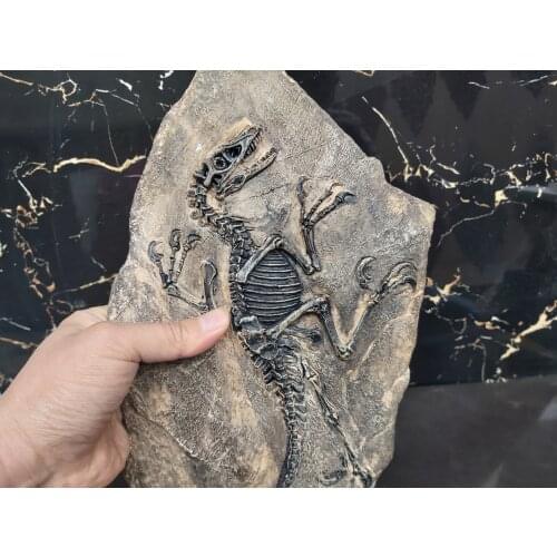 Replica Wall decoration Dinosaur Fossil Keichousaurus Dinosaur fossil lizard fossil Long tail Dinosaur Jurassic Period Bolon fos