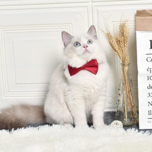 Cat Collar Bowknot Adjustable Safety Buckle Bow Tie Cat Accessories Collar for Cats without Bell Solid Color