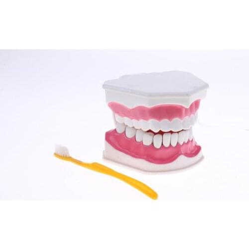 2X Large PVC Human Teeth Model with Removable Lower Teeth School Teeth Teaching Tools Student Children Educational Toy