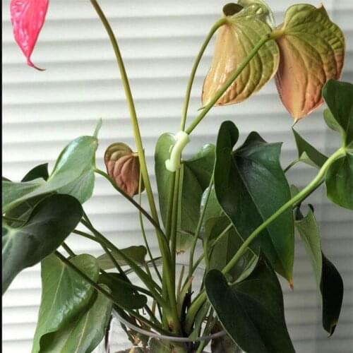 T84E 20Pcs/Set 90 Degree Plant Bender Clips Branches Growth Training Plastic Bending Clamp for Planting Pruning Height Shape