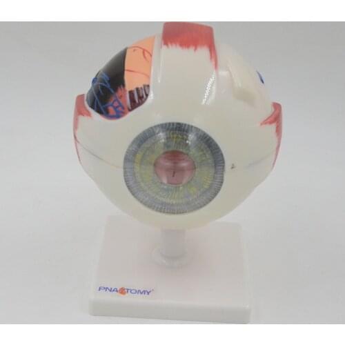 6 Times Enlarged Human Eye Model ENT Ophthalmology Eyeball Internal Structure Cornea Iris Lens Vitreous Eye Anatomical Model