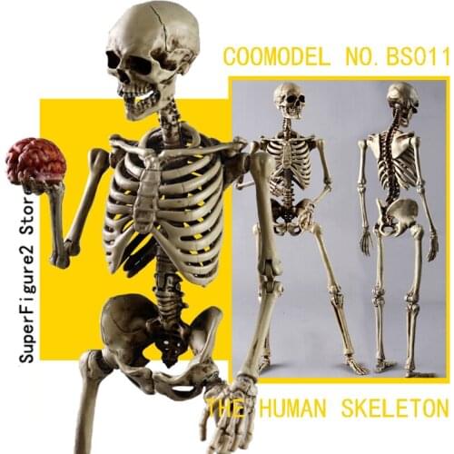 COOMODEL 1/6 BS011 Skeleton Highly Movable Body Full Metal Alloy Material Spot
