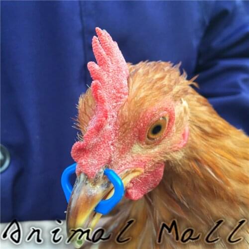 100 pcs Explosion models Blue Chicken mouth buckle Prevent cockfightingChicken goggles Pheasant glasses Farm equipment Wholesale