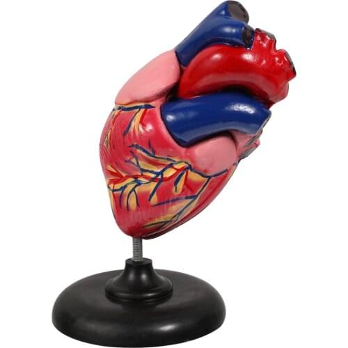 1Pc Human Heart Model with Removable Base Simulation Biology Teaching Instrument