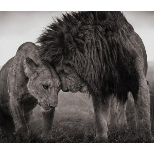 120x140cm Lions Head to Head Black and White Canvas Art Painting Posters and Prints Cuadros Wall Art Picture for Living Room