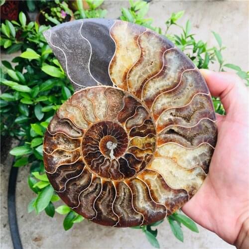 AAA+600g Natural AMMONITE PRETTY NAUTILUS MADAGASCAR FOSSIL SPECIMEN HEALING free shipping