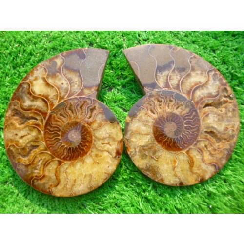 936g(2.05 lb)1 Pair Half Cut Ammonite Shell Fossil Specimen Madagascar