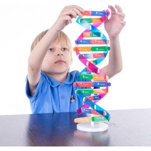 Human Genes Dna Models Double Helix Science DIY Tecnologia Toys Popularization Teaching Learning Education Toys For Children