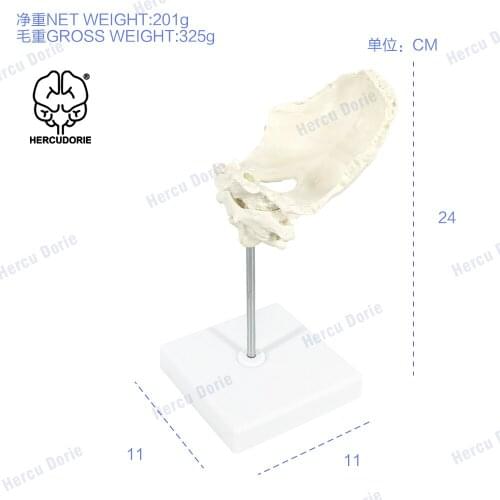 Educational Model Occiput Model - Human Cervical Spine Model Occipital Bone Model PVC Material Atlas and Axis with Occipital Bon