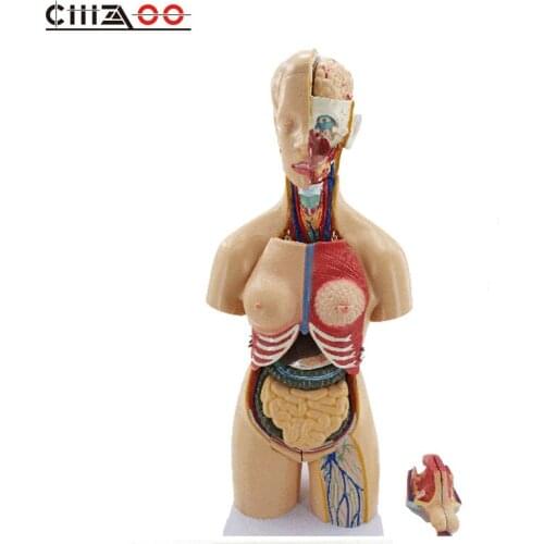 55CM Human Unisex Anatomical Torso With Visceral model