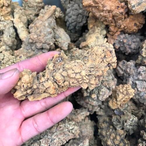 1pcs COPROLITE Fossilized Dinosaur Poop Specimen Fossil Madagascar