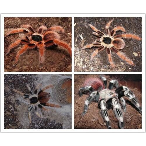 Red Spider Full Drill Mosaic 5D Diy Diamond Painting Cross Stitch Kits Room Decor Embroidery Aniaml Needlework Stickers