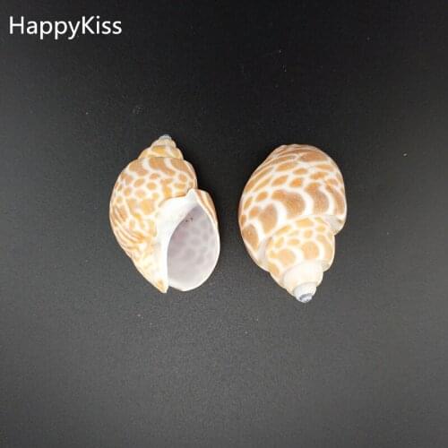 HappyKiss 2pcs big Natural conch shells bandits screw drift seafish accessories platform microscopic potted creative sea conch