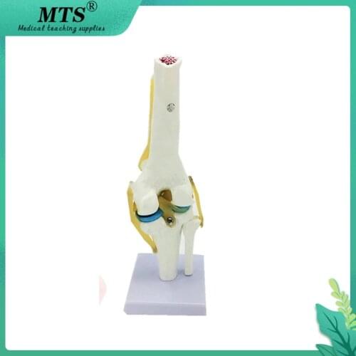 MTS 1:1 Human anatomy skeleton Knee Joint Anatomical Model Heart skull brain model traumatic pistol medical teaching aid