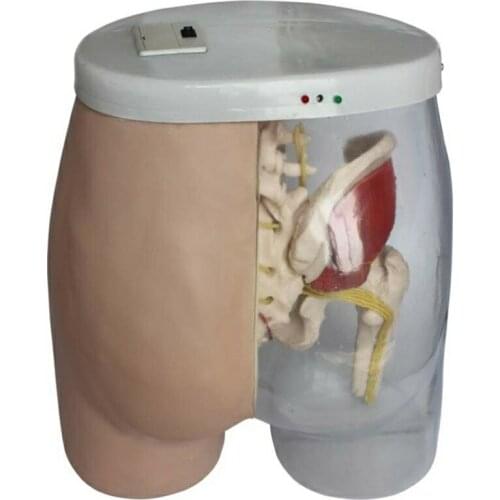 Medical science subject Simulator Series Intramuscular Injection Model