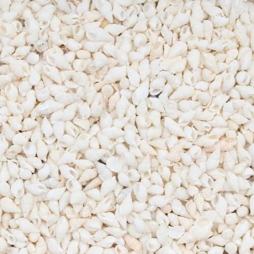 20 Gram Mini Conch Natural Sea Shells Coquillage Beach Decor Craft Diy Marine Style Fish Tank Seashells Conch Embellishment