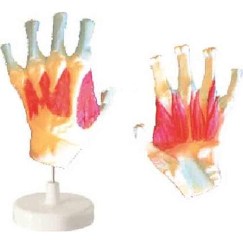 A model of the interstebular muscles of the hand bone