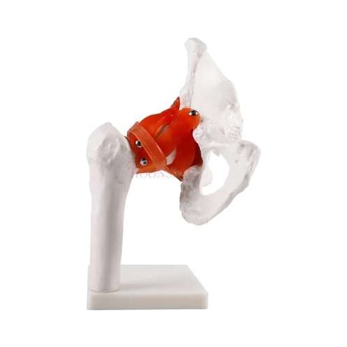 Human hip joint femoral joint model human skeletal skeleton model medical human joint teaching aid