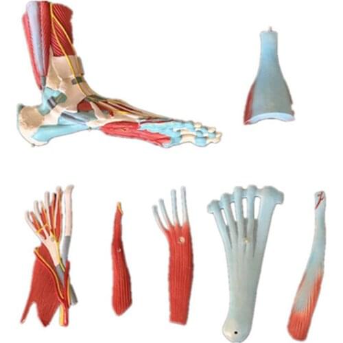 Medical human anatomy foot muscle model 7part